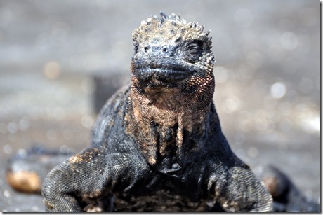 Marine Iguana Santiago Island Marine Iguana Santiago Island