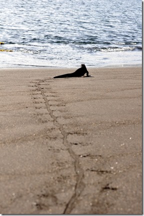 Marine Iguana Tracks Galapagos Marine Iguana Tracks Galapagos