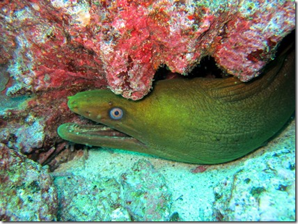 Moray Eel Galapagos