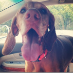 Panting Dog