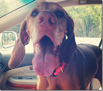 Panting Dog