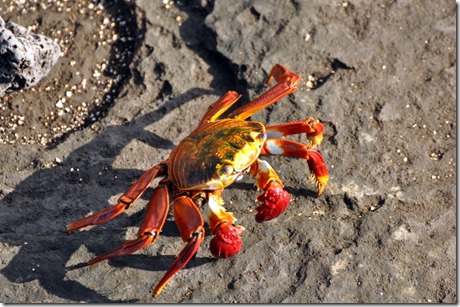 Sally Lightfoot Crab Galapagos Sally Lightfoot Crab Galapagos