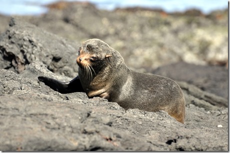 Sea Lion Galapagos Islands Sea Lion Galapagos Islands