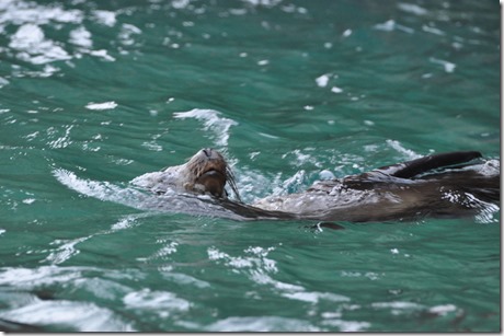 Sea Lion Galapagos