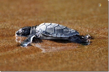 Sea Turtle in Water Sea Turtle in Water