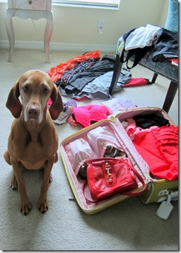 Suitcase Anxiety Dog