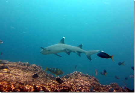 White tipped shark Galapagos