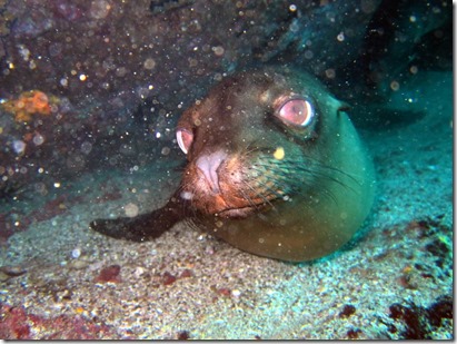 sea lions counins rock galapagos