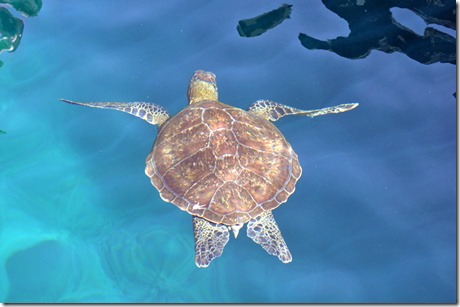 sea turtle galapagos island sea turtle galapagos island