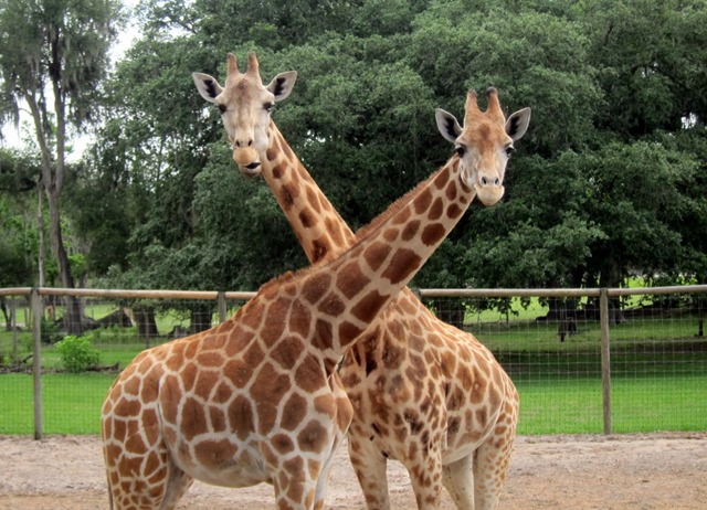 Giraffe Ranch: Dade City - Peanut Butter Fingers