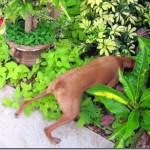 Hunting Vizsla Hunting Vizsla