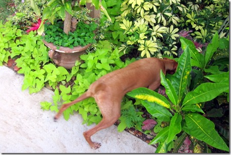 Hunting Vizsla