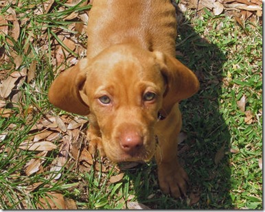 Sadie Vizsla