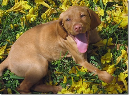 Vizsla Puppy