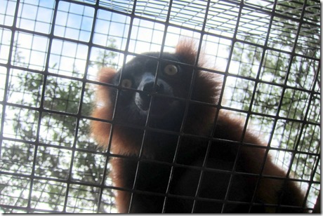 curious monkey