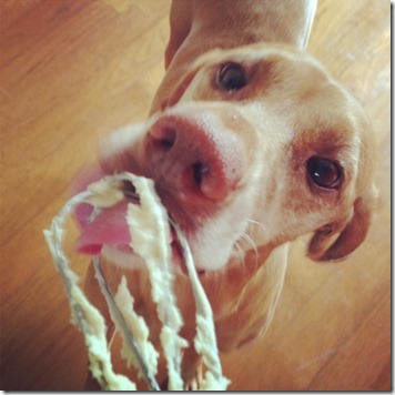 dog eating dough