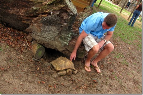 petting a tortoise