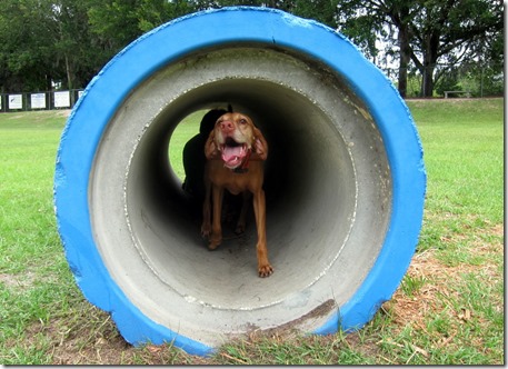 Sadie Tube