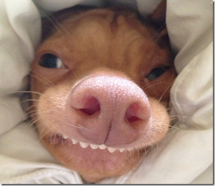 Tuna Melts My Heart Dog