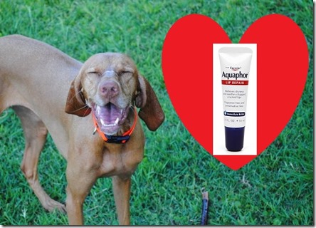 dog loves aquaphor