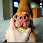 vizsla with ball