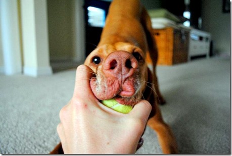 vizsla with ball