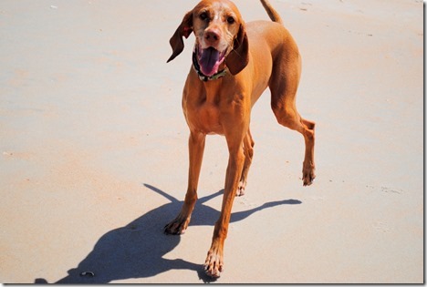 Beach Vizsla