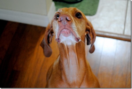 Begging Dog