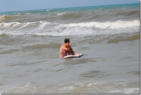 Florida dog surfing