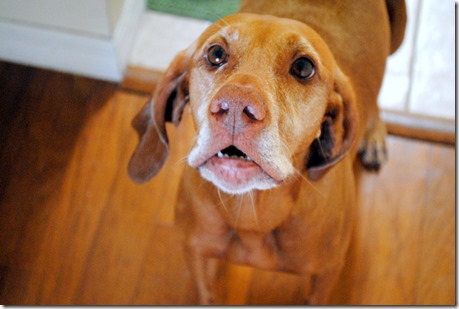 Vizsla