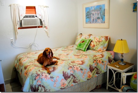 dog friendly florida hotel