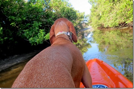 dog kayaking