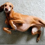 silly vizsla silly vizsla