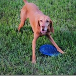 vizsla frisbee