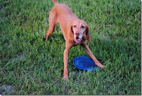 vizsla frisbee