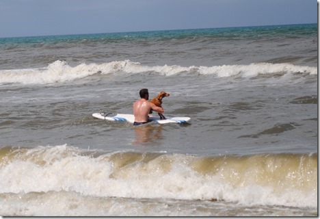 vizsla surfing
