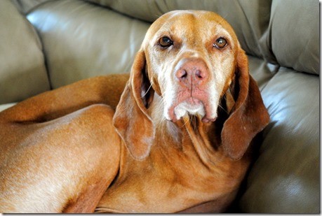 vizsla