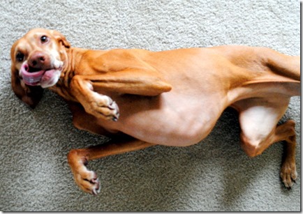 vizsla with tongue out