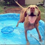 Vizsla in Kiddie Pool Vizsla in Kiddie Pool