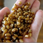 Wheat Berries Wheat Berries