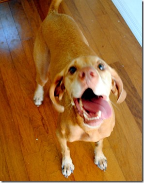 happy vizsla