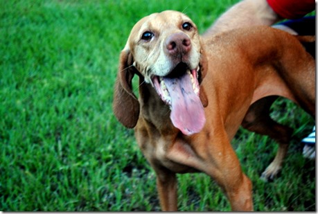 vizsla