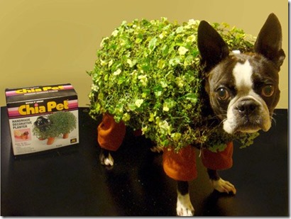 Chia Pet Dog