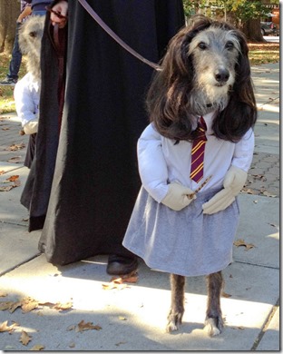 Harry Potter Dog
