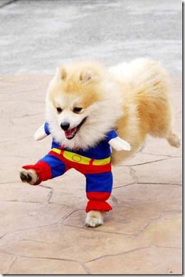 Superman Dog
