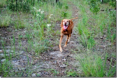 Withlacoochee State Forest