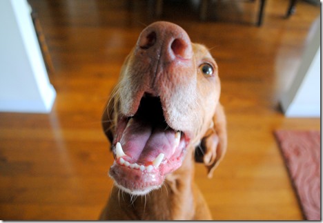 excited dog