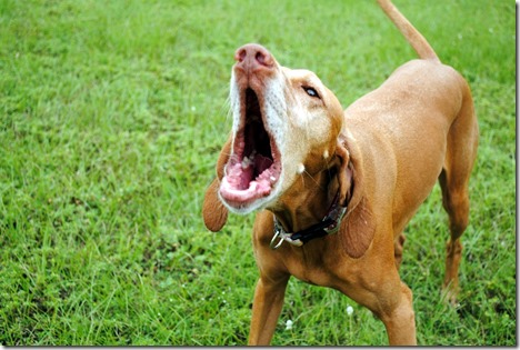 vizsla