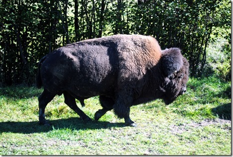 bison parc omega
