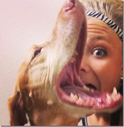 dog hates vet
